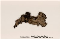 藏品(粉葉梅衣)的圖片